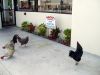 Oviedo_chickens_4.jpg