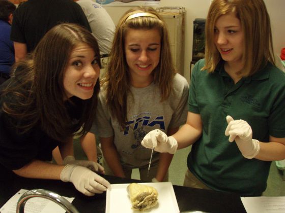 Dissection girls
Lori, Bri, and Kaylee dissecting a heart in anatomy, notice the differing faces
