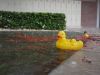 Raining_ducks_4.jpg