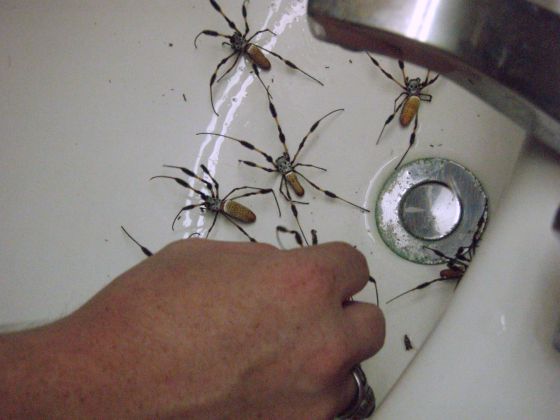 Horror movie sink
We all agreed that this seemed like something we'd see in a horror movie- of spiders crawling out of the sink drain
