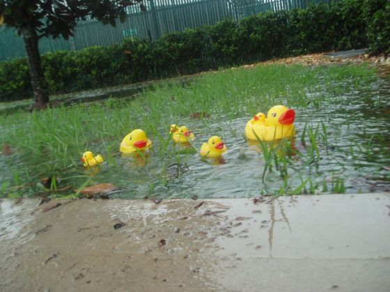 Ducks pond
When it rains, it pours... A picture of Mrs. Yarborough's ducks outside of the library on a rainy day
