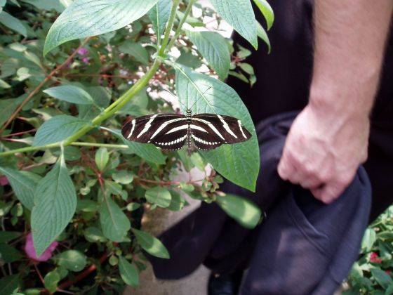 Butterfly
A butterfly next to my dad's hand at the Lucas Nursery butterfly garden
