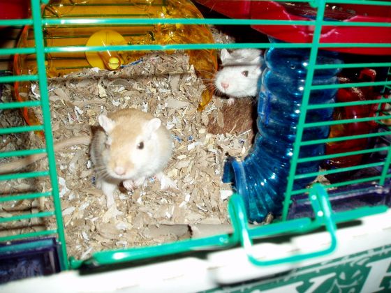 Carmel and Nip
Carmel and Nip, my two gerbils, in their cage.
