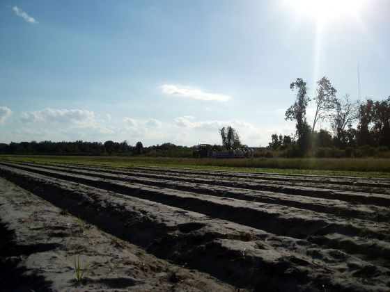 Dirt tilled landscape
Fields at the Corn Maze that weren't planted
