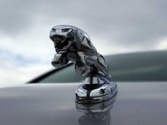 Jaguar
