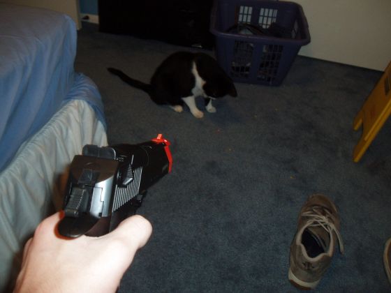 Oreo at gunpoint
Oreo checking out the laser sight of my Airsoft Deagle
