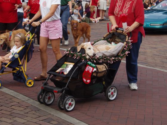 Puppy stroller
A photo of a puppy stroller during the Winter Park Parade
