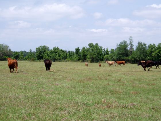 Tampa cows
