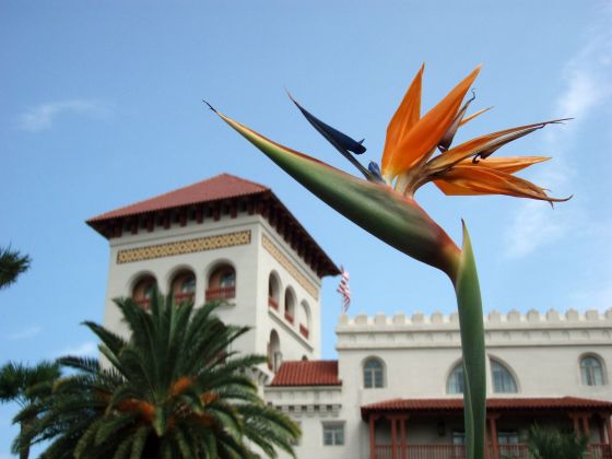Bird of Paradise building
A bird of paradise next to a building at Flagler college
