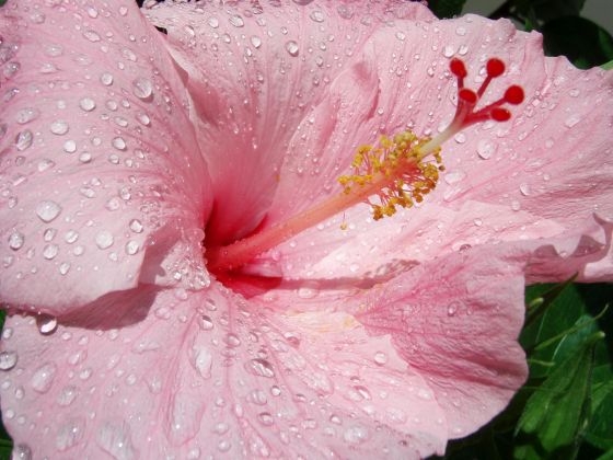 Wet flower
