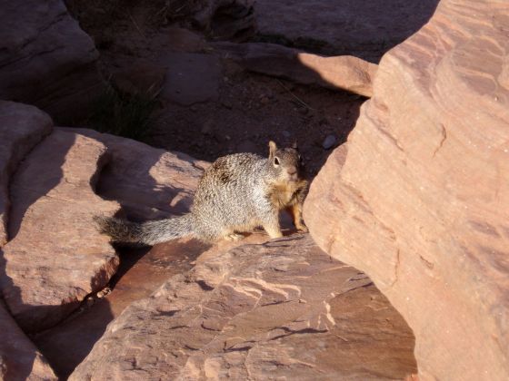 The hungry squirrel
This one kept running around looking for the next handout
