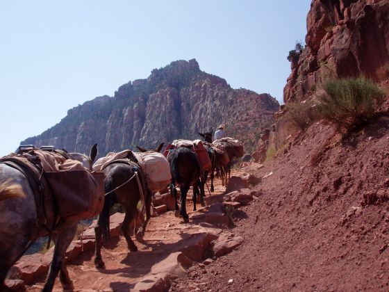 Packing up
A man leads a bunch of pack mules back up to the top of the Grand Canyon; these were the ones that take the mail up from the bottom of the gorge
