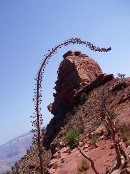 Turtle Rock
My prized shot from the Grand Canyon: a random plant was curved in such a way that it perfectly framed the rock formation; but if I wasn't looking for interesting angles, I would have never have found this plant to be more than another annoyance to duck under!
