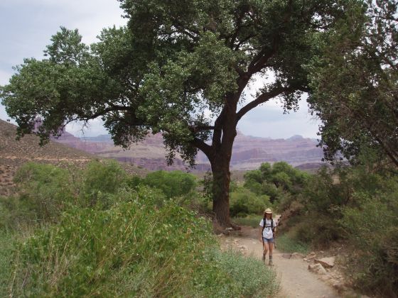 The oasis
We stopped in an area that was lush wish plant life to rest, eat, and take a nap before hiking the final couple of miles back up
