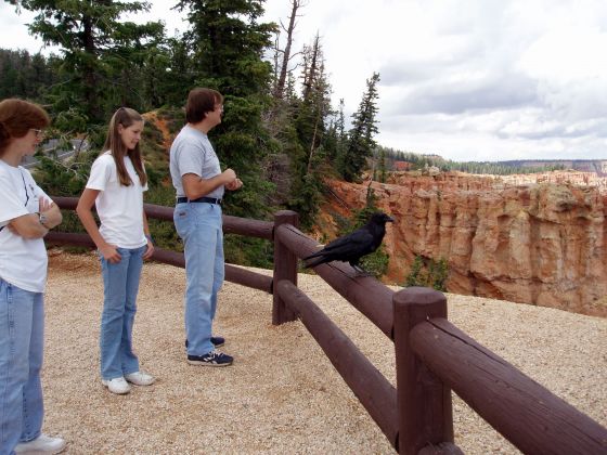 Viewing the scenery
My family and a random crow checking out the view of Bryce Canyon
