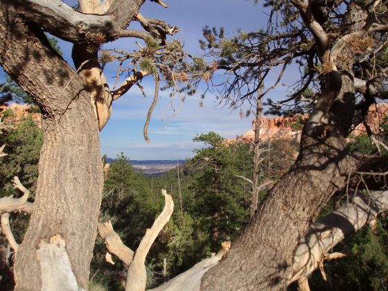 Bryce Canyon frame
A bunch of tree branches that seem to be framing the scene in Bryce Canyon
