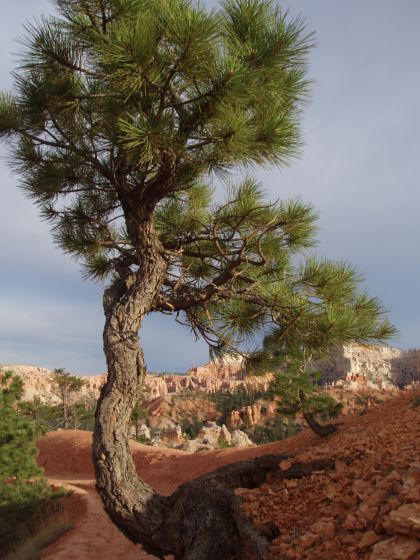 The Will to Live
A tree that grew in the shape of an L out of a gravely area so that it could get more sunshine
