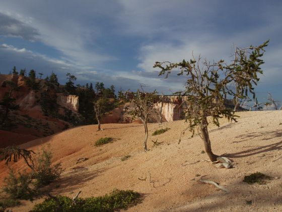 Triple Trees
Three trees that are surviving in Bryce Canyon
