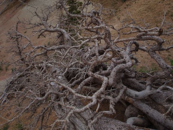 The killer tree
A fallen tree that you definitely wouldn't want to get your leg stuck in!
