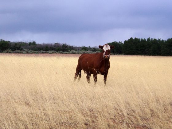 Who's watching who
A cow near Zion canyon that was part of the heard we drove by was equally interested in me as I was in him
