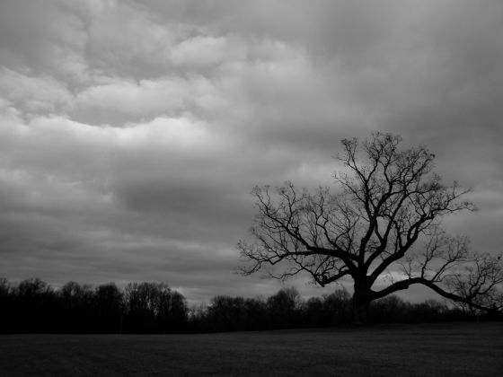 The death tree
There was this one lone dead-looking tree in a field, so I hopped out of the van and snapped a hundred pictures of it
