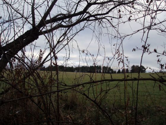 Field through the bushes
