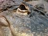 Filename=Hershey_crocodile.jpg
Filesize=1022KiB
Dimensions=3072x2304
Date added=Jul 27, 2007 Hershey_crocodile.jpg