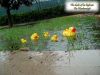 Duck_pond.jpg