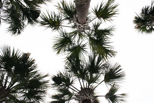 *Palm Tree Surprise
Another one of my favorites. Palm Trees outside of Fox Hall (main meeting place)
