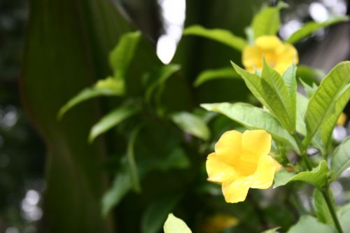 *Mellow Yellow Flower Power
Little yellow flower that was just begging to be in a picture
