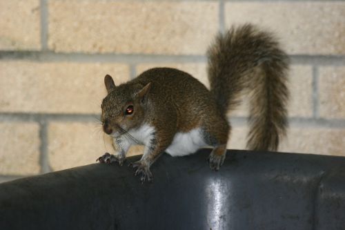 Demon Squirrel
Used flash to give the lil fella red eyes. demon. squirrel.
