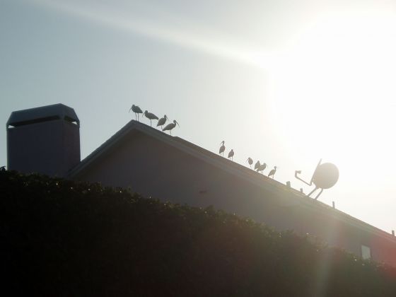 Birds on the roof
